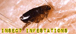 Infestations